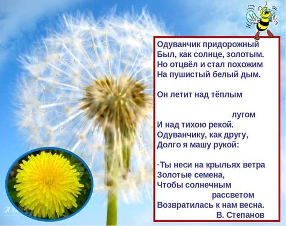 Одуванчик придорожный Был, как солнце, золотым. Но отцвёл и стал похожим На п...